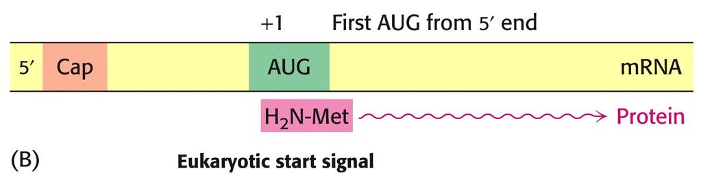 posicí tripletu AUG kódujícího methionin