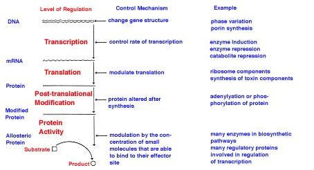 REGULACE PROTEOSYNTÉZY Různé úrovně a mechanismy, součást
