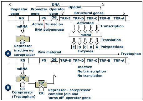 Represivní mechanismus Tryptofanový operon Indukce Represe Zapíná operon Vypíná operon Umožňuje transkripci a translaci Znemožňuje transkripci a translaci Působí ji metabolit vhodný jako substrát,