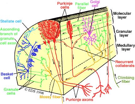 Obrázek 5. Schéma intracerebelárních drah (http://www.tnb.ua.ac.be/models/images/cerebellum.gif) 3.2.4 Dráhy z kůry mozečku do mozečkových jader - jsou axony Purkyňových buněk.