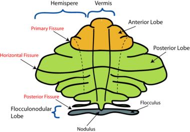 2 Anatomie Cerebellum jako největší dorsálni oddíl zadního mozku, leţí posteriorně od Varolova mostu a prodlouţené míchy.