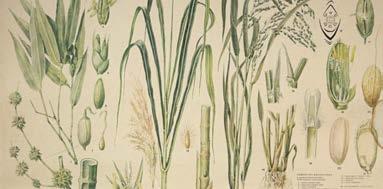 Poaceae - Oryza,