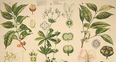 Theaceae - Coffea,