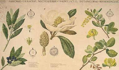 Lauraceae,