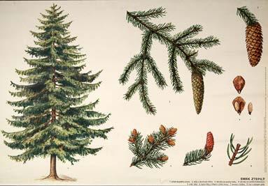 Picea