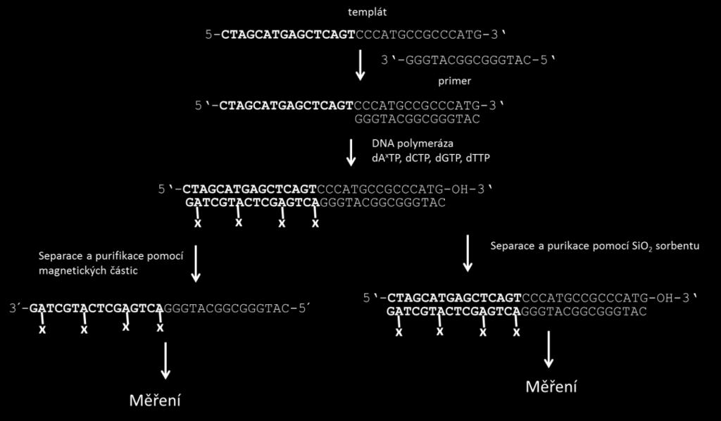 Obr. 13: Schéma přípravy jedno- nebo dvouřetězcových oligonukleotidů značených elektroaktivní skupinou (X), vázanou v tomto případě na A metodou prodlužování primeru 3.