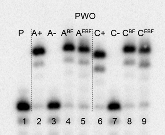 Polymerase incorporation of dn XBF TPs: In primer extension (PEX) experiments, DNA polymerase incorporates nucleotides (a natural dntp is replaced by a modified dn X TP) at the 3 -end of a primer in