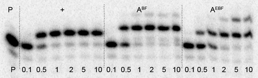 Redox Label for Electrochemical Detection of DNA plete within 30 60 s, whereas the PEX experiments with dn XBF TPs took 1 2 min to reach completion (Figures 2 and 3). Figure 2.