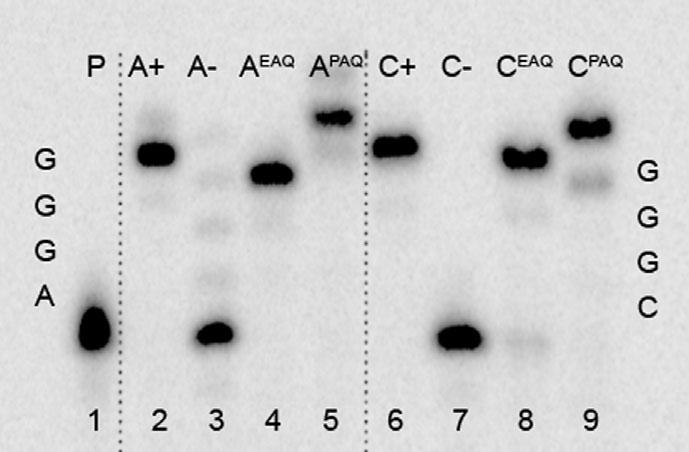 Anthraquinone as a Redox Label for DNA FULL PAPER Table 1. Synthesis of AQ-modified nucleosides and nucleotides.