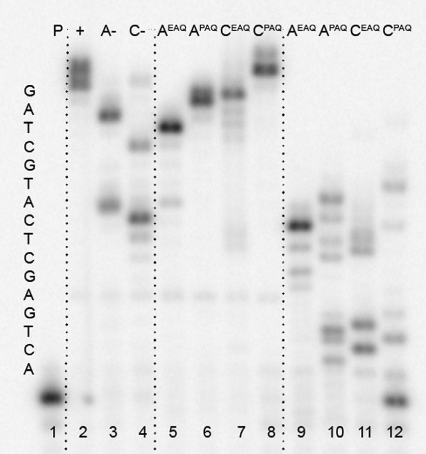 The reaction mixtures were incubated for the time intervals indicated, followed by stopping the reaction by addition of PAGE loading buffer and immediate heating.