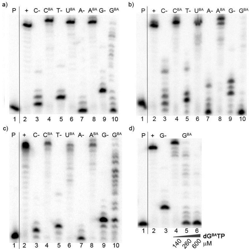 Figure 2. Primer extension with temp4 using (a) KOD XL; (b) Vent(exo-); (c) Pwo DNA polymerase; (d) inhibition of KOD XL DNA polymerase by dgbatp.