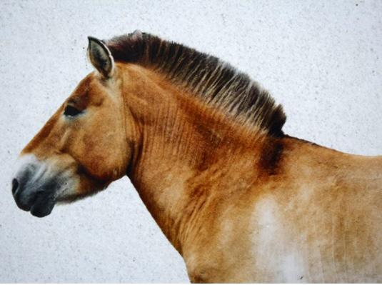 Kůň byl již přizpůsoben k rychlému pohybu ve stepích a polopouštích, či opatrnému, ale bezpečnému pohybu v hornatém terénu.