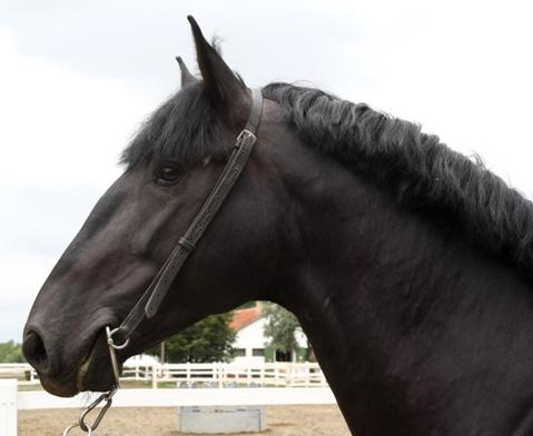 Profily hlavy a) b) U krku si všímáme jeho nasazení (nízko, středně, vysoko), délky, šířky a jeho celkového tvaru (klenutý, mírně klenutý, rovný, obrácený). Kůň má 7 krčních obratlů.