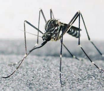 10 7 a 8 Původně africký komár tropický (Aedes aegypti, obr. 7) a komár tygrovaný (A.