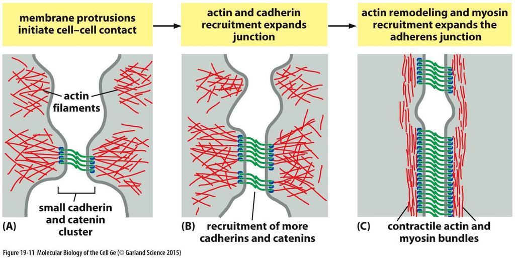 Sestavení adherentního spojení lokální membránové výčnělky a nukleace aktinové sítě iniciuje mezibuněčný kontakt malé shluky kadherinů a kateninů asociují s aktinem (důležitá GTPsa Rac) Rac