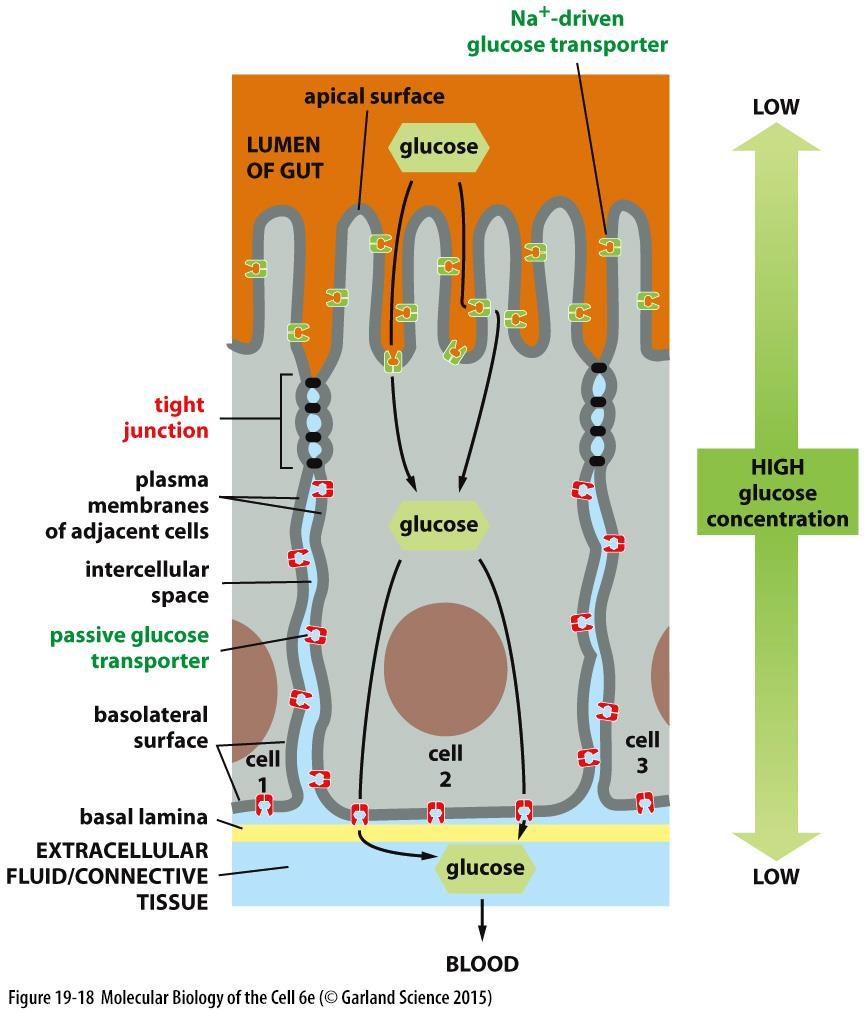 Těsné spoje / tight junctions Strukturní polarizace epitelu bazální vs. apikální Selektivní permeabilita epitelu bariéra pro tekutinu na apikální vs.