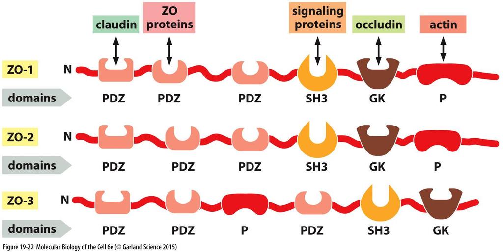 Proteiny asociované s těsnými spoji zonula occludens
