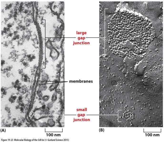 Mezerový spoj / gap junction překonává mezeru (2-4nm) mezi sousednímy buňkami a vytváří přímý kanál/propojení cytoplazmy obou buněk kanálové proteiny konexiny (obratlovci, 21 isoforem) panexiny