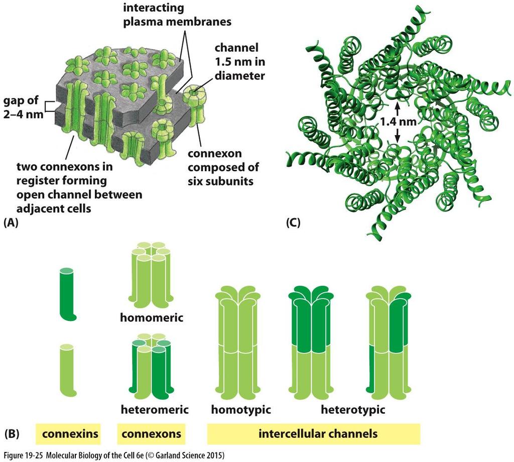 Mezerový spoj / gap junction 6 molekule konexinů tvoří hemikanál konexon spojením konexonů sousedních buněk vznikne funkční propojení vznikají