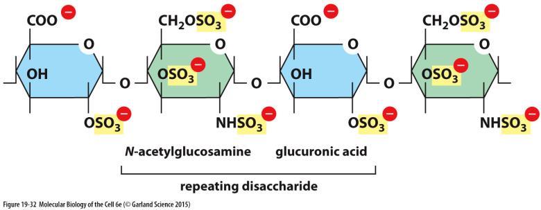 Glykosaminoglykanové řetězce (GAGs) nevětvené řetězce polysacharidů tvořené opakujícími