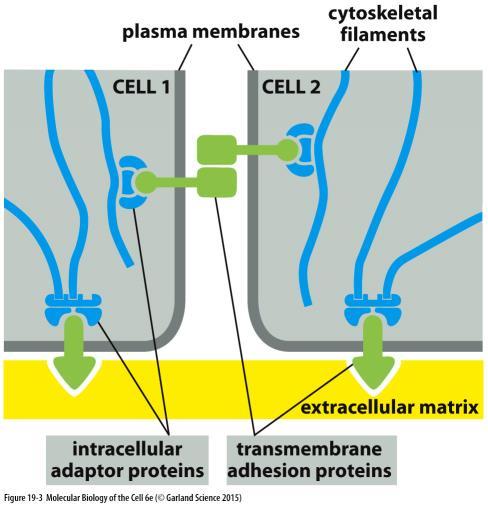 Transmembránové adhezivní proteiny