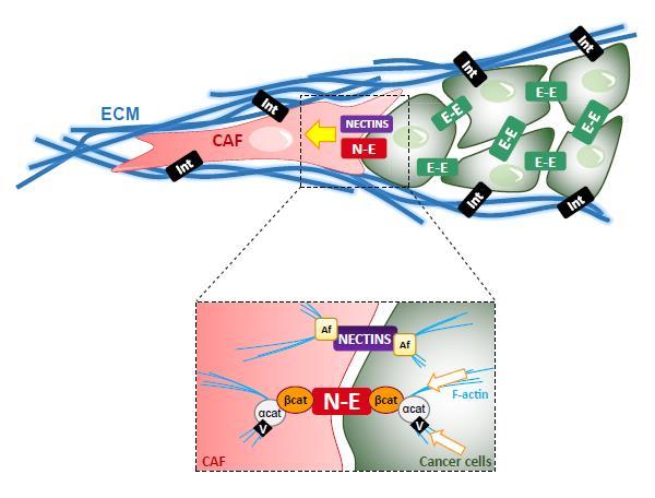 Nature Cell Biology 19,