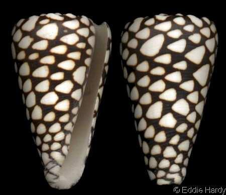 Conus (homolice)