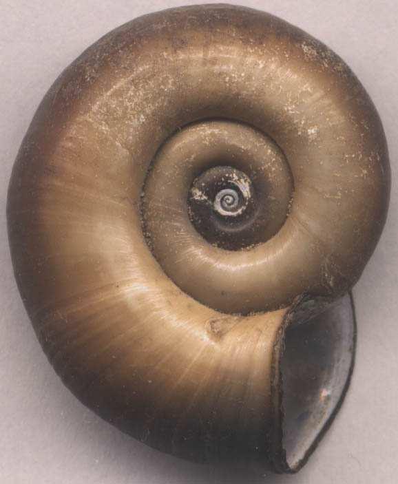 Cepaea