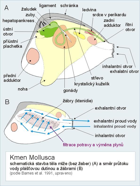 (hřebenatka) Pinna