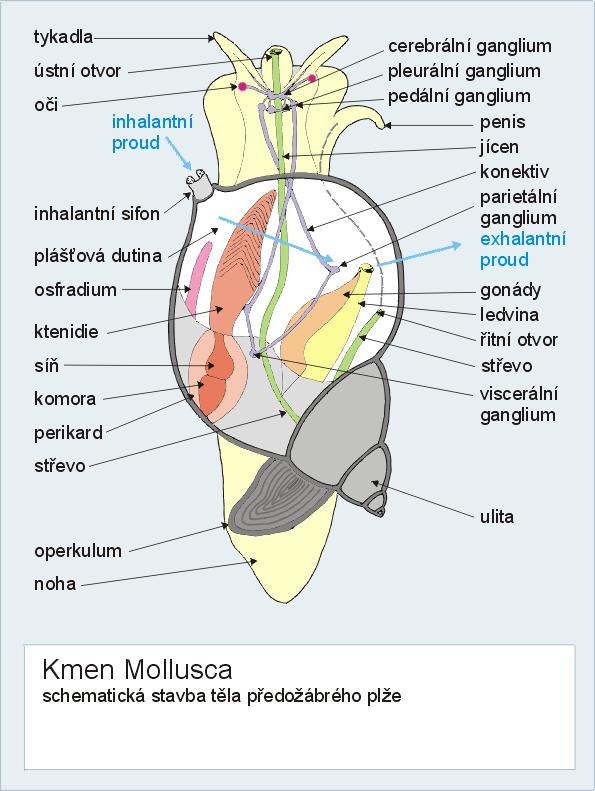 Třída: Gastropoda (plži) Podtřída: