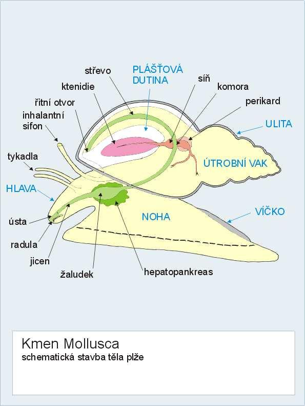 (přílipka) Haliotis (ušeň) Cypraea