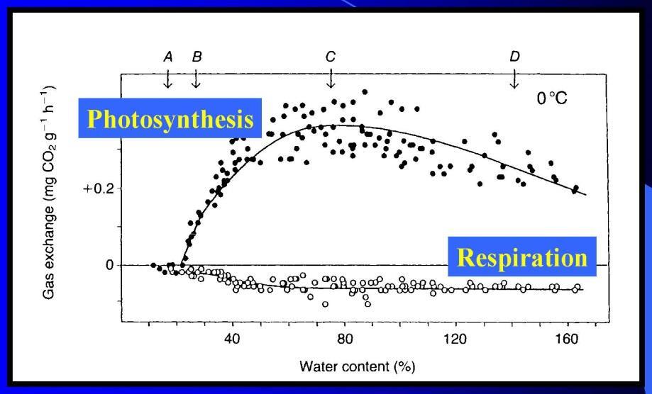 Obsah vody a výměna plynů u dýchání je vztah relativně konstantní s maximálními hodnotami okolo hodnot maximální fotosyntézy (ve