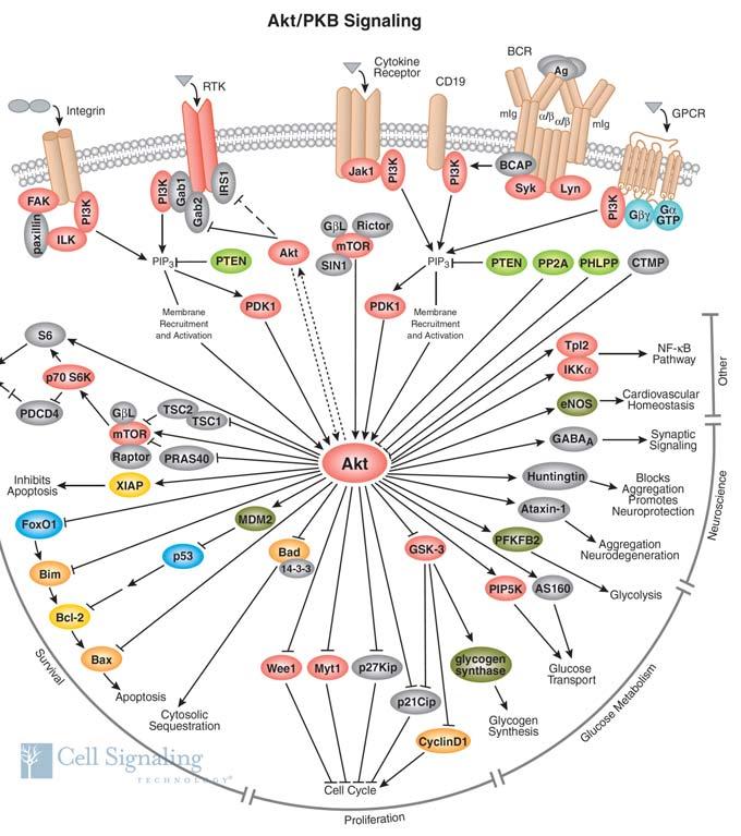 Cytometrická detekce intracelulárních signalizačních proteinů Proč?