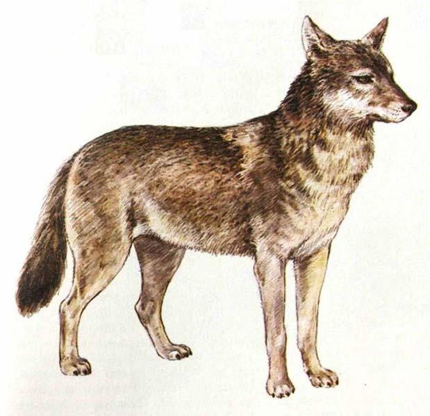 vulpes) Vlk (Canis