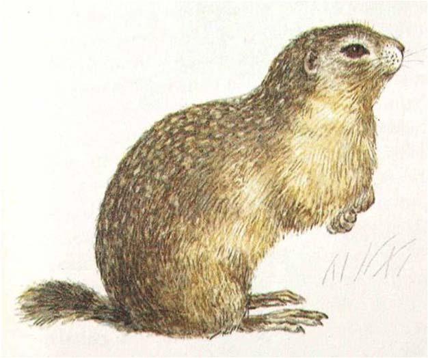 obecný (Spermophilus