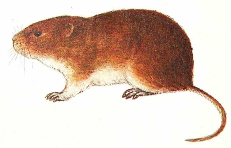 (Microtus arvalis) Norník rudý