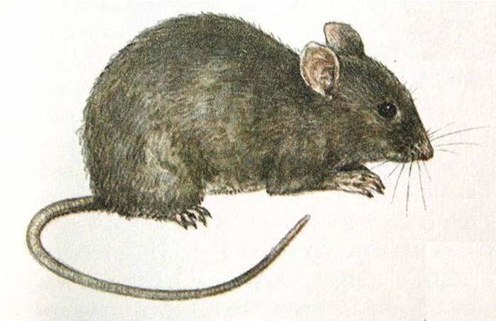 Myšovití