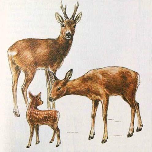 (Cervus elaphus) Daněk