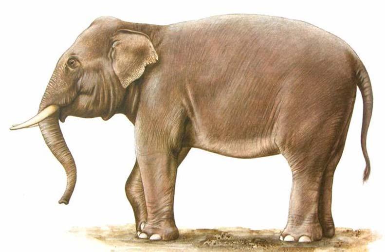 africký (Loxodonta