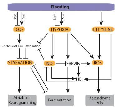 Update 2018 Sasidharan R et al. (2018) Plant Physiology 176: 1106-1117 31 Při abiotických stresech vznikají ROS.