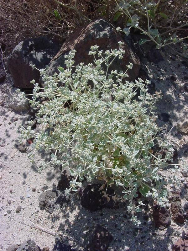 Atriplex sabulosa Tidestromia