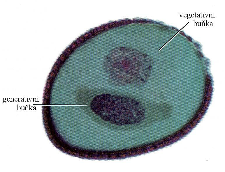 mikrospora samčí