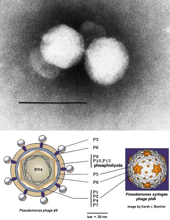 Bakteriofág Pseudomonasy syringae phi6