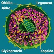 2. Obalené DNA-viry.