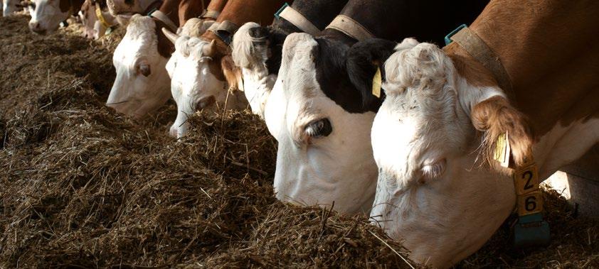 vyzretej pôdy CZ 2014 medzityp až Poloprevádzkové pokusy na VP AGRO Podnik Okres Dátum zberu NZ 3. 11. 2016 17,3 13,30 PPD Rybany BN 10. 11. 2016 21,7 13,36 PD Zemné NZ 27. 10. 2016 19,3 12,65 PD Senica SE 28.