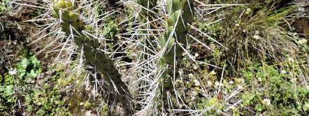 Lokalita je prakticky určena k zániku. Zatím to není poorané jen u tabule. Austrocylindropuntia subulata ssp. exaltata a Oroya peruviana f.