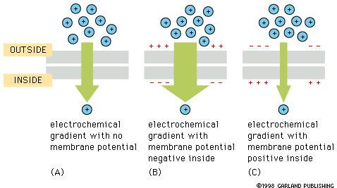 Iontový gradient na membráně může e konat práci c( + ) 1 = 120 mmol/l c( + ) 2 = 12 mmol/l G G = c 1 RT ln c 2 = (8.