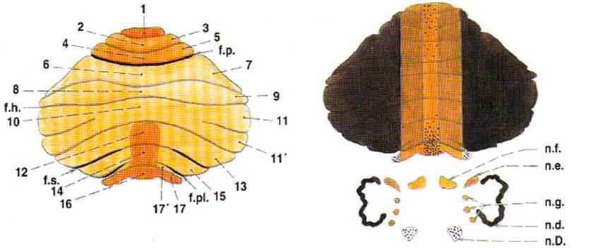 Cerebellum funkční části 3 podélné zóny vermis +