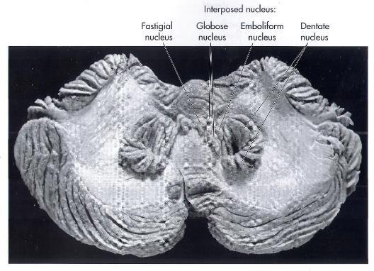 Mozeček vnitřní stavba cortex cerebelli (kůra mozečku): strata (3 vrstvy) arbor vitae stratum moleculare stratum purkinjese stratum granulosum corpus medullare cerebelli: nuclei cerebelli 4 párová
