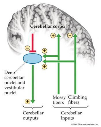 Cerebellum: 3 layered cortex Climbing fibers: excite the Purkinje cells Mossy fibers: excite the granule cells Granule cells: make excitatory contact with the Purkinje cells Purkinje cells: Tonic